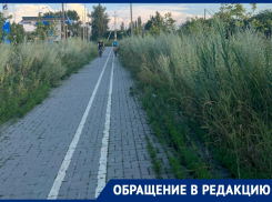 «Здесь нужны уже не косильщики, а лесорубы»: на 1-й Бетонной велодорожка заросла травой