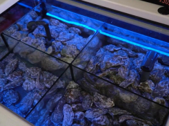 Получи гастрономическое удовольствие с магазином «ПроМоре»