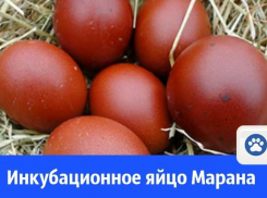 Яйца марана продают в Волгодонске по 100 рублей за шт