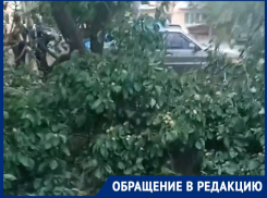Сухое дерево упало на ребенка во дворе старой части Волгодонска