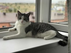 Все необходимое для ваших любимых питомцев можно купить в одном месте 