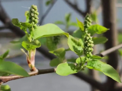 Лето будет дождливым: предсказание по цветкам  черемухи
