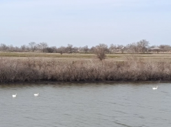 Рекордное количество лебедей прилетело выводить птенцов на реке Малая Куберле 