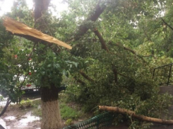 Рухнувшее из-за ураганного ветра дерево перегородило вход в подъезд
