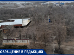 «Всю рощу вырезали»: волгодонец о массовой вырубке деревьев на улице Морская