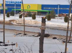 На проспекте Мира вандалы уничтожили кленовую аллею