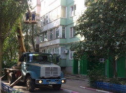 В Волгодонске продолжают борьбу с сухостоем