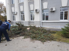 Трехметровые голубые ели из Адыгеи высадят вместо срубленных деревьев у администрации Волгодонска