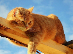 До +14 и безветренно будет в Волгодонске в среду 