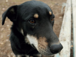 Депутаты Волгодонска намерены обратиться в Госдуму с проблемой бездомных собак