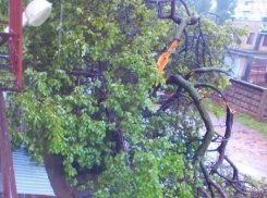 В Волгодонске упавшее дерево «замуровало» жителей в доме