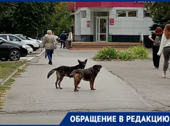 «Когда собаки перестанут держать в страхе город?»: волгодончанка пожаловалась на свору бездомных собак 