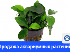 Продажа аквариумных растений в Волгодонске 
