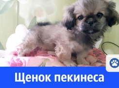 Ласковый щенок пекинеса может стать твоим другом