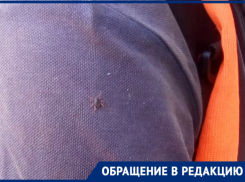 Клещи атаковали сквер «Дубравушка» в Волгодонске 