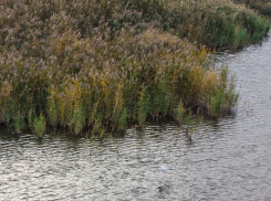 Обглоданный животными труп женщины обнаружили на берегу оросительного канала в Волгодонском районе