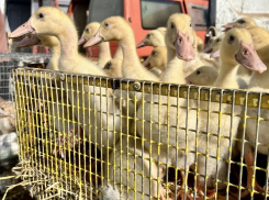 Какой кипиш может устроить утка без паспорта и прививки