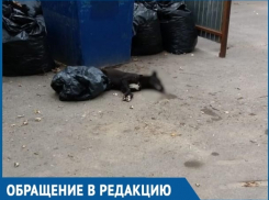 Жители Красного Яра обеспокоены массовой травлей бездомных и домашних животных