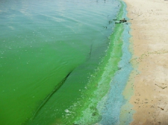 Область поддержала планы по полной обработке Цимлянского водохранилища штаммом Chlorella vulgaris