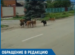 Стая бездомных собак из девяти особей пугает жителей переулка Вокзального