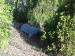 Спящие в кустах пьяные друзья в сквере «Дружбы» испортили утро волгодонцам 