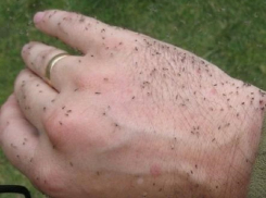 Когда закончится нашествие мошки в Волгодонске