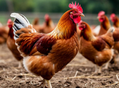 Птичий грипп: как защитить своих кур и не заболеть самим