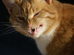 Бешеный бродячий рыжий кот искусал пятерых человек в Орловском районе