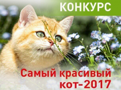 Внимание! Голосование в конкурсе «Самый красивый кот-2017» стартует 16 апреля