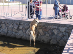 В Волгодонске успешно прошла операция по спасению собаки, оказавшейся в фонтане возле ДК им. Курчатова