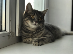 Для лохматых и пернатых: все необходимое для ваших питомцев в одном месте