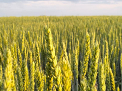 «Купец»: Богатый урожай начинается здесь