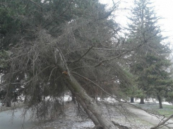 Ураганный ветер нанес ущерб имуществу Волгодонска и его жителям по различным оценкам от сотен тысяч до миллионов рублей