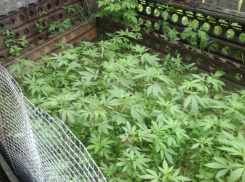 Некоторые волгодонские дачники выращивали на своих участках коноплю