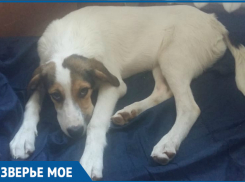 Попавшую под машину бездомную «Белку» волгодонцы лечили всем двором