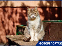 Мартовские коты, туманы, закаты и первые цветы: каким был март в Волгодонске этой весной