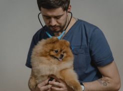 То, что доктор прописал: где в Волгодонске найти корм и препараты для животных