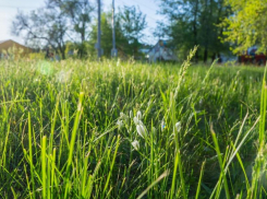 До +20 градусов прогреется воздух в Волгодонске сегодня 