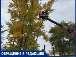 «Губернатор запретил, а они пилят!»: волгодончанка возмущена тем, что от многолетних деревьев оставляют высокие пни