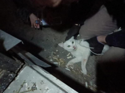 Целую операцию по спасению выпавшей из окна кошки провели в Волгодонске