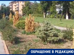 После гибели туй на БВП волгодончанка предложила засадить весь город кактусами