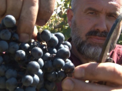Возрождение казачьего виноделия - кто им занимается? - выяснил Олег Пахолков