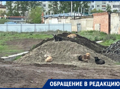 «Мы боимся за свою жизнь»: свора бездомных собак держит в страхе жителей квартала В-15 