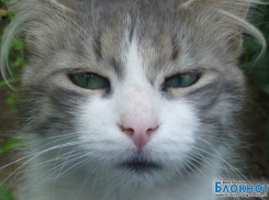 Кузя Второй - 75-й участник конкурса «Самый красивый кот Волгодонска»
