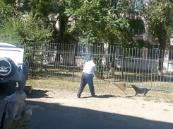 В Волгодонске злая собака покусала трех человек и ушла от полицейской погони