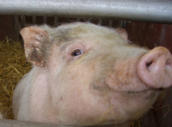 На съезде с трассы Цимлянск - Шахты появился пост борьбы с чумой свиней