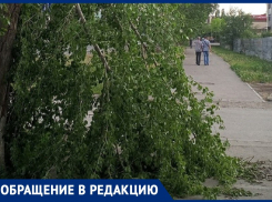 Заколдованное место в Волгодонске: на этот раз «плакучий тополь»