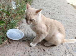 «Чей любимец?»: рыжий кот в ошейнике третий день грустит во дворе МКД на Степной