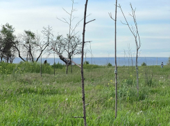 «Ростовскому ДСУ» направлена претензия о замене сухостойных деревьев в районе набережной на жизнеспособные 