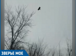 Огромных хищных птиц сняли на видео очевидцы у АЭС под Волгодонском